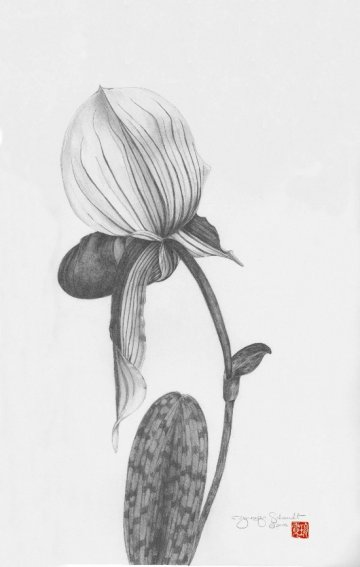 Paph 2005