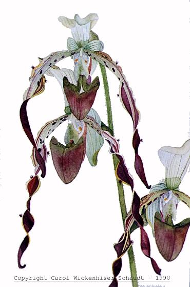 P. Parisii detail
