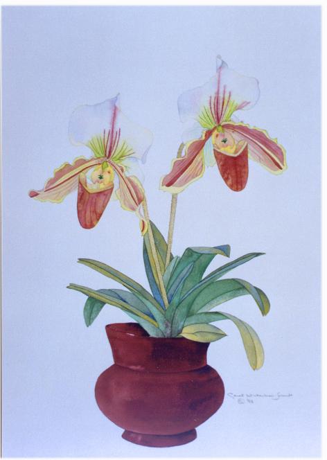 pignium472x664.jpg
