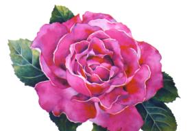 The Ebbesmeyer Rose